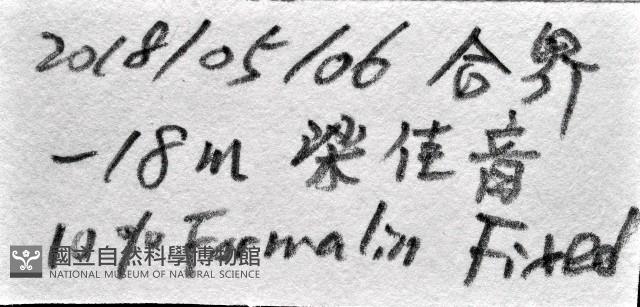 未知種蟄龍介蟲藏品圖，第11張