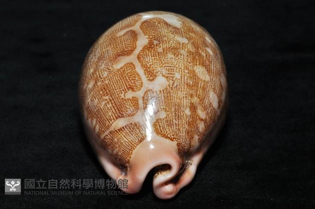 泛紅地圖寶螺藏品圖，第11張