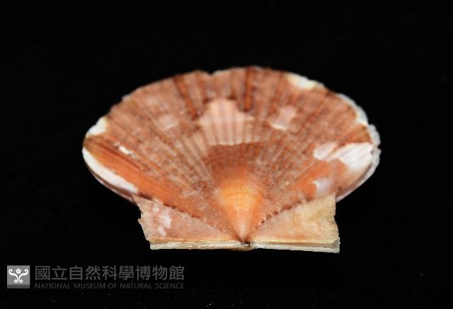 箱形海扇蛤藏品圖，第11張