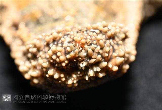 未知種瘤海星藏品圖，第11張