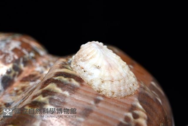 貓眼蠑螺藏品圖，第11張