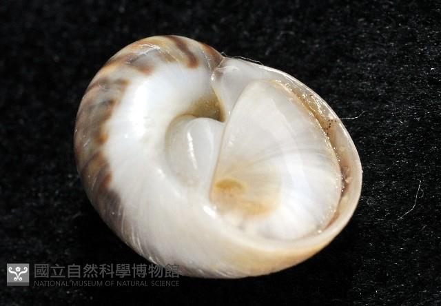 小灰玉螺藏品圖，第11張
