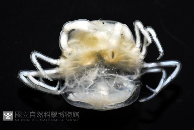 中華蚶豆蟹藏品圖，第11張