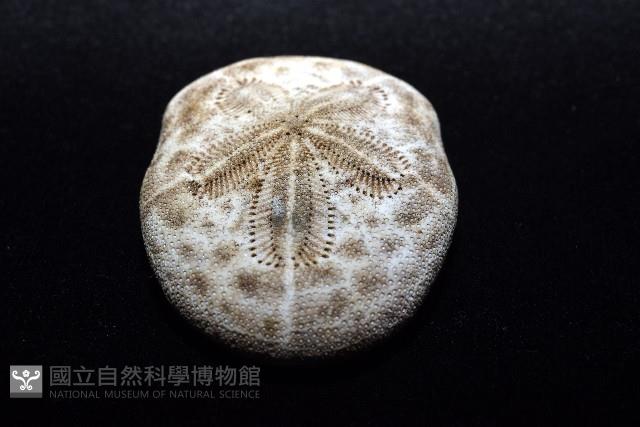 網楯海膽藏品圖，第11張