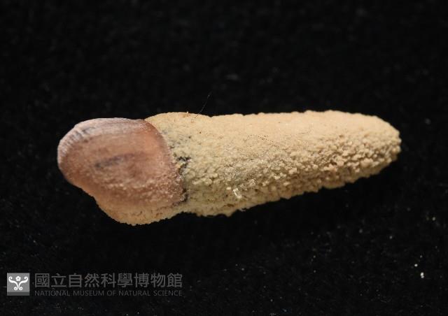 錐蜷藏品圖，第11張