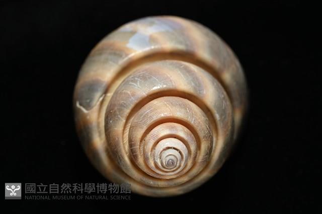 皮氏鳳螺藏品圖，第11張