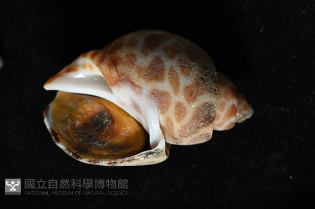 深溝鳳螺藏品圖，第11張
