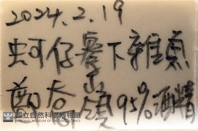 雙斑蟳藏品圖，第11張