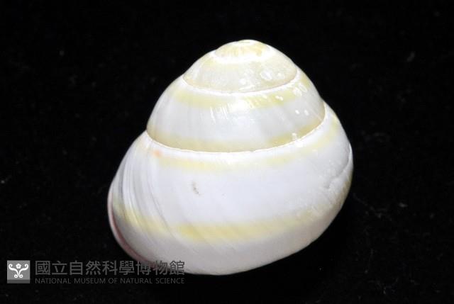 環紋光澤蝸牛藏品圖，第11張