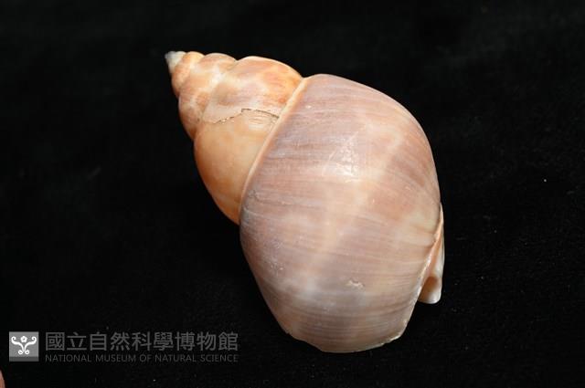 錫蘭鳳螺藏品圖，第11張