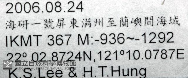 未知種船蛸藏品圖，第11張