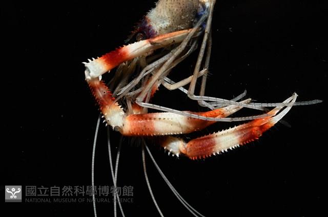 猥蝦(櫻花蝦)藏品圖，第11張