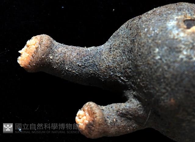 寄居蟹鞘群海葵藏品圖，第11張