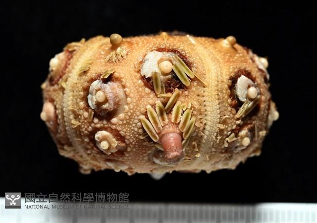 刺柄頭帕藏品圖，第11張