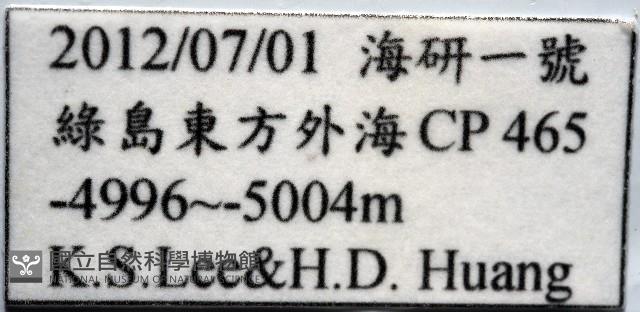深淵馬刺蛤藏品圖，第11張