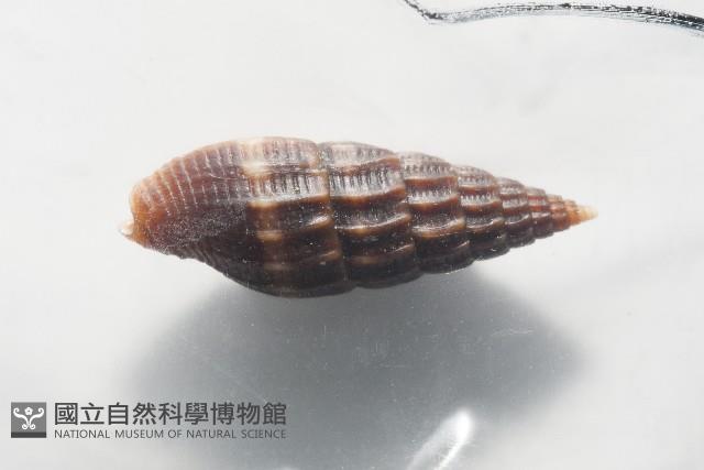 微光蛹筆螺藏品圖，第11張