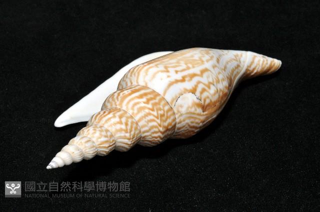 金斧鳳凰螺藏品圖，第11張