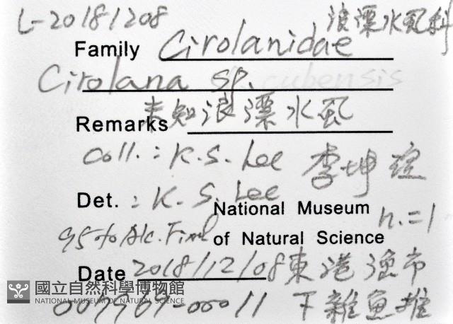 未知種浪漂水虱藏品圖，第11張