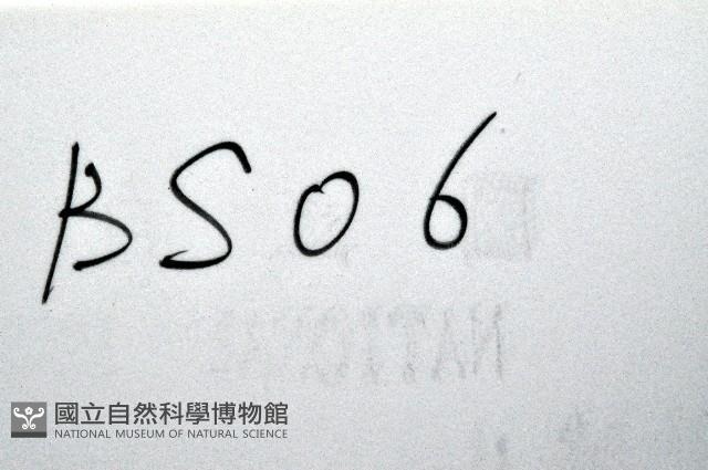 未知種海盤車藏品圖，第11張