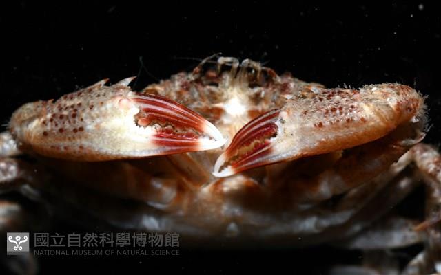 顆粒蟳藏品圖，第11張