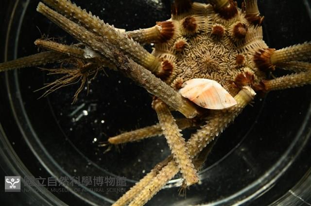 紋大茗荷藏品圖，第11張