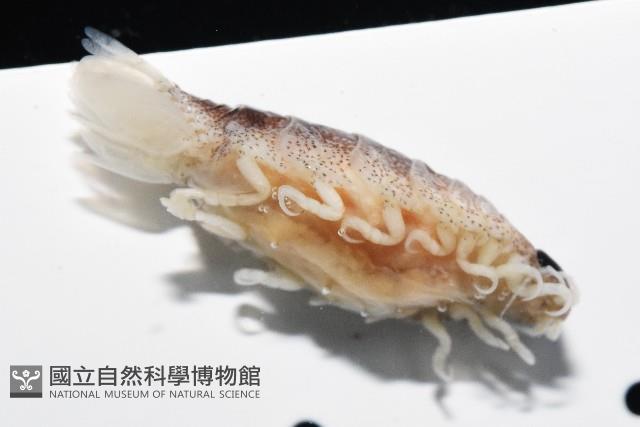 未知種狹長水虱藏品圖，第11張