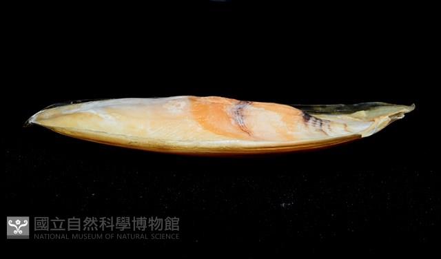 日本無針烏賊藏品圖，第11張