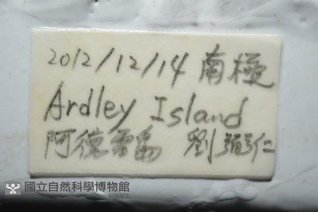 魯氏硬海膽藏品圖，第11張
