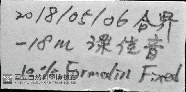 筒蝶螺藏品圖，第11張