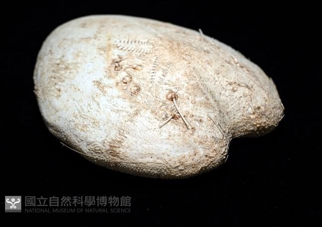 小花瓣裸心海膽藏品圖，第11張