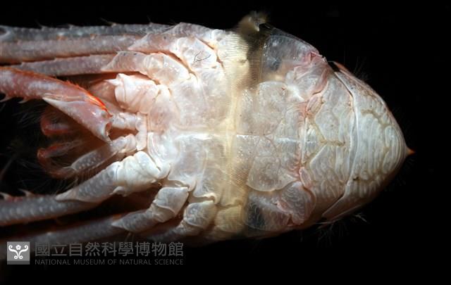 近似宦蝦藏品圖，第11張