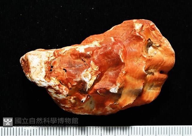 大牡蠣(葡萄牙牡蠣)藏品圖，第11張