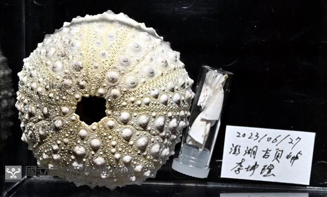 口鰓海膽藏品圖，第11張