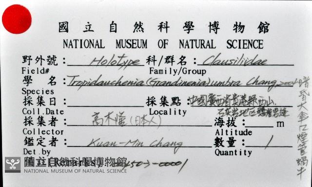 暗昏大傘口煙管蝸牛藏品圖，第11張