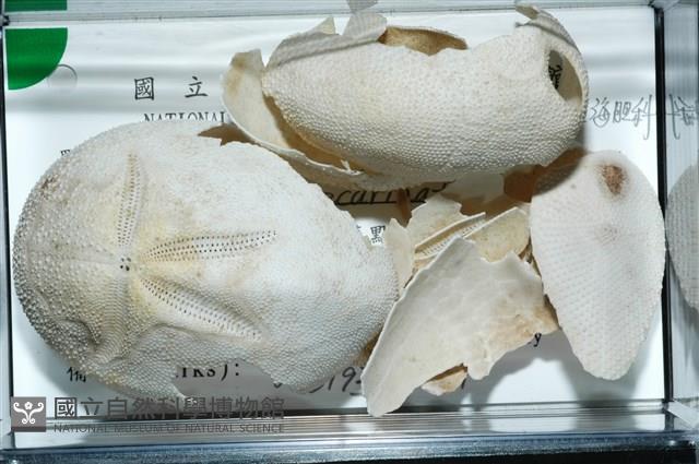 脊背壺海膽藏品圖，第11張