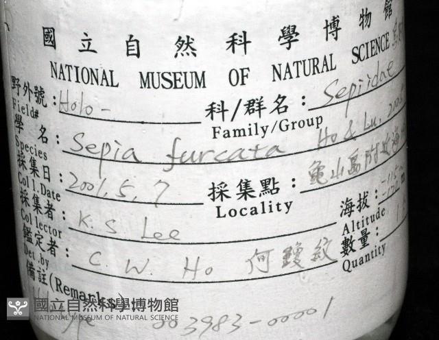 叉尾烏賊藏品圖，第11張