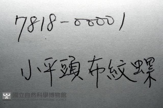 小平頭布紋螺藏品圖，第11張