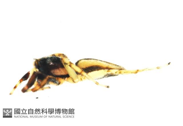 多色金毛蛛藏品圖，第11張