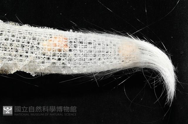 未知種偕老同穴海綿藏品圖，第11張