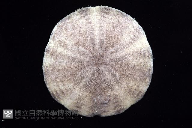 盾形網溝海膽藏品圖，第11張