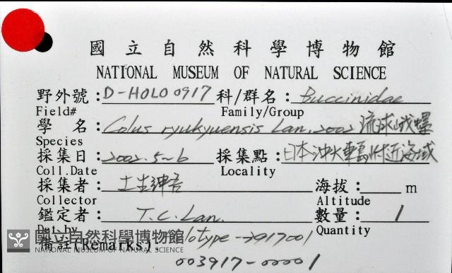 琉球峨螺藏品圖，第11張