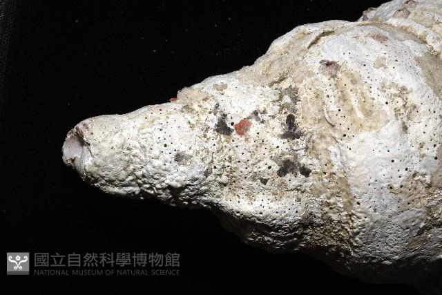 大法螺藏品圖，第11張