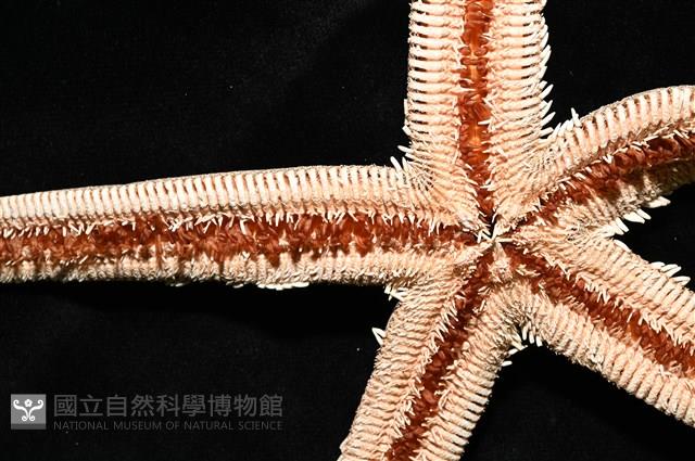 砂海星藏品圖，第11張