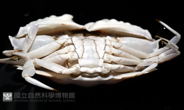 圓盾饅頭蟹藏品圖，第11張