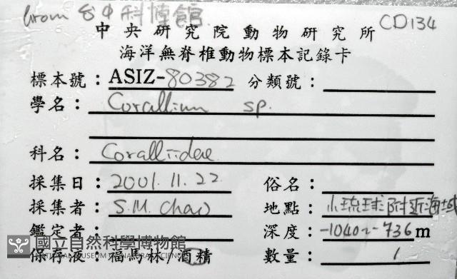 新種臺灣紅珊瑚藏品圖，第11張