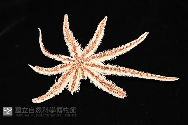 松砂海星藏品圖，第11張