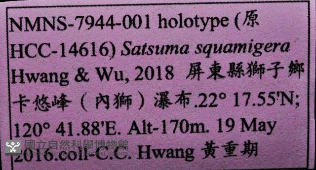 鱗高腰蝸牛(鱗菱蝸牛)藏品圖，第11張