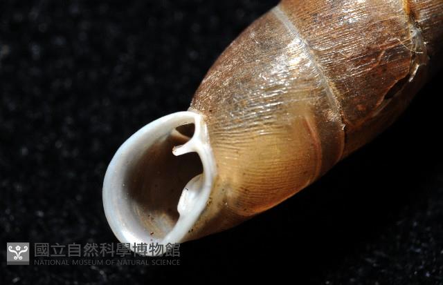 利稻煙管蝸牛藏品圖，第11張