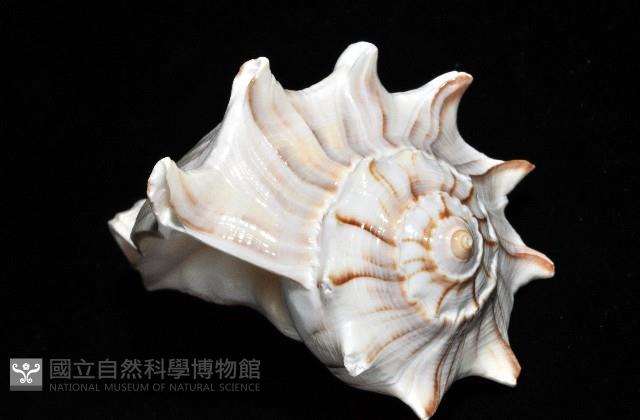 左旋角香螺藏品圖，第11張