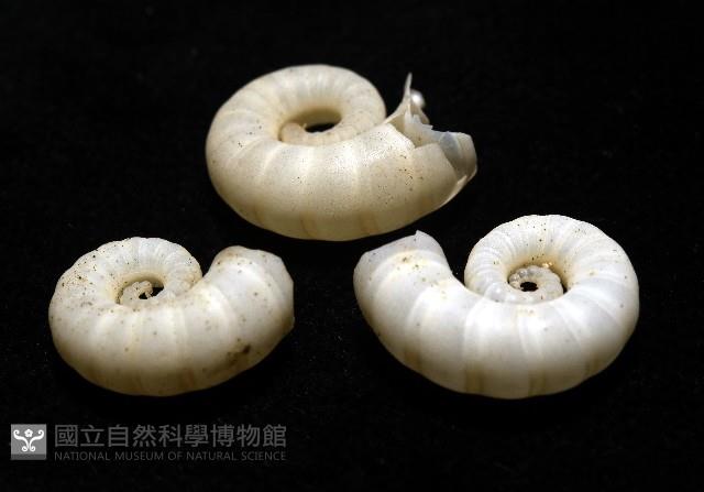 卷殼烏賊(旋殼烏賊)藏品圖，第11張